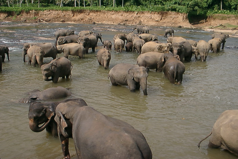 Sri Lanka, Pinnawela Elephant Orphanage